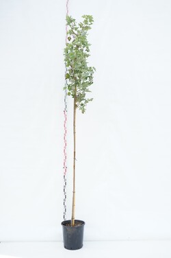 Klevas raudonasis (Lot Acer rubrum) 'October Glory' C25 KAMIENO APIMTIS 6-8 CM STANDAR