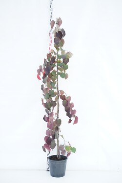 Kanadinis cercis (Lot Cercis can.) 'Ruby Falls' C10 200-250 CM