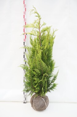 Puskiparisis lausono (Lot Chamaecyparis l.) 'Ivonne' 120-140 CM RB