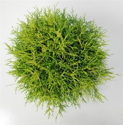 Puskiparisis žirniavaisis (Lot Chamaecyparis p.) 'Sungold' C5/P23 40-50 CM - nuotrauka 2