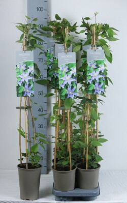 Raganės (Lot Clematis) 'Justa' C2/P17 60-80 CM - nuotrauka 2