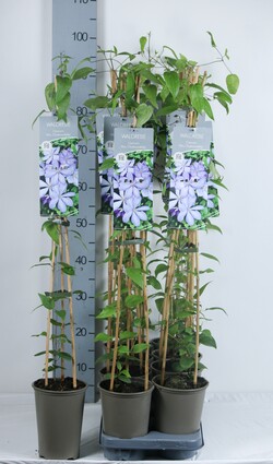 Raganės (Lot Clematis) 'Mrs Cholmondeley' C2/P17 60-80 CM - nuotrauka 2