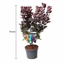 Pūkenis europinis (Lot Cotinus cogg.) 'Royal Purple' C3/P19 50-60 CM