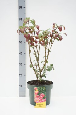 Ožekšnis sparnuotasis (Lot Euonymus alatus) 'Fireball' C5/P23 30-40 CM