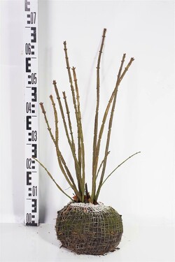 Ožekšnis sparnuotasis (Lot Euonymus alatus) 50-60 CM RB
