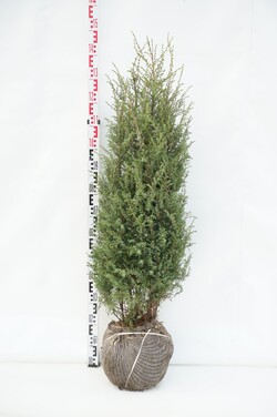 Kadagys paprastasis (Lot Juniperus comm.) 'Hibernica' 100-125 CM RB