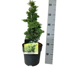Gulsčiasis kadagys (Lot Juniperus proc.) 'Nana' 40-50 CM CONE C5/P23 - nuotrauka 1
