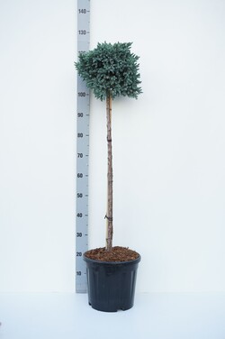 Kadagys žvynuotasis (Lot Juniperus squa.) 'Blue Star' C10 STIEBAS 80 CM