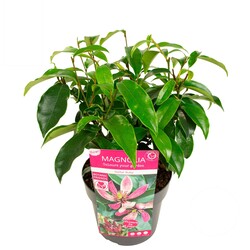 Magnolija figo (Lot Magnolia figo) 'Stellar Ruby' C3/P19 25/+ CM