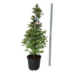 Metasekvoja tikroji (Lot Metasequoia glypt.) 'Daw.Tawny Fleece' C55 150-175CM EXTRA - nuotrauka 2