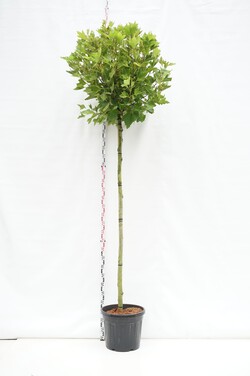 Klevalapis platanas (Lot Platanus hisp.) 'Alphens Globe' C45 STIEBAS 225 CM KAMIENO APIMTIS 12-14 CM