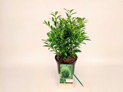 Lauro vyšnia (Lot Prunus laur.) C3/P19 30-40 CM - nuotrauka 1