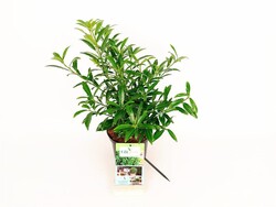 Lauro vyšnia (Lot Prunus laur.) C3/P19 30-40 CM - nuotrauka 2