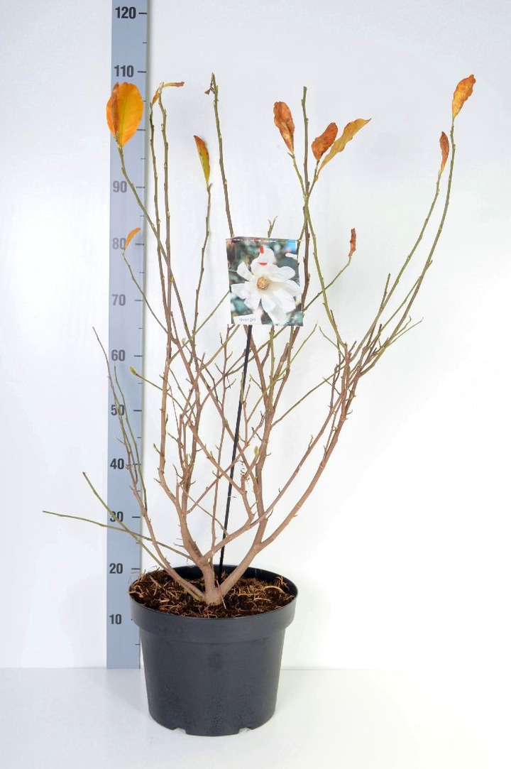 Magnolija žvaigždinė (Lot Magnolia stellata) C10 80-100 CM-MAGNOLIJOS-KRŪMAI