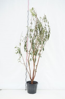 Vyšnia Tibeto (Lot Prunus serrula) C35 200-250 CM