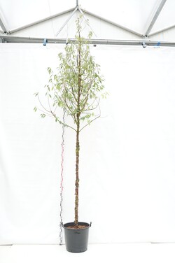 Vyšnia Tibeto (Lot Prunus serrula) C70 KAMIENO APIMTIS 14-16 CM STANDARD