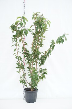 Vyšnia smailiadantė (Lot Prunus serr.) 'Kanzan' C25 200-250 CM