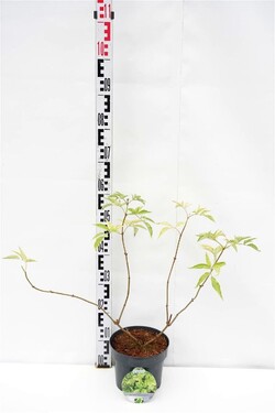 Šeivamedis juodauogis (Lot Sambucus nigra) 'Golden Spark' C3/P19 30-40 CM