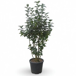 Alyva paprastoji (Lot Syringa v.) 'Charles Joly' C35 125-150 CM