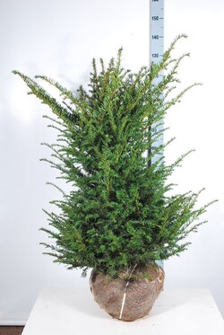 Kukmedis europinis (Lot Taxus baccata) 80-100 CM RB EXTRA - nuotrauka 2