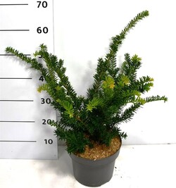 Kukmedis dygusis (Lot Taxus cuspidata) C5/P23 30-40 CM