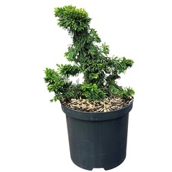 Tuja vakarinė (Lot Thuja occ.) 'Maloyana Holup' C2,5/P18 20-25 CM