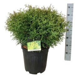 Tuja vakarinė (Lot Thuja occ.) 'Tiny Tim' C15 50-60 CM