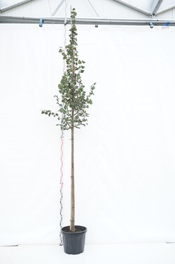 Liepa mažalapė (Lot Tilia cordata) 'Greenspire' C45 KAMIENO APIMTIS 12-14 CM STANDARD