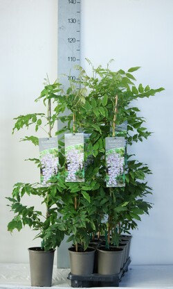 Visterija gausiažiede (Lot Wisteria flor.) 'Violacea Plena' C2/P17 60-80 CM - nuotrauka 2