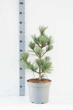 Pušis korėjinė (Lot Pinus koraiensis) 'Silveray' C7,5/P26 50-60 CM