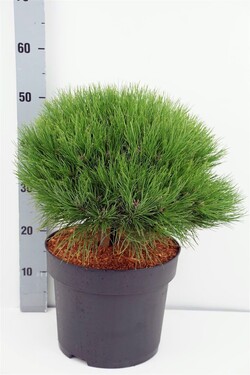 Pušis (Lot Pinus) 'Marie Bregeon' C10 40-50 CM