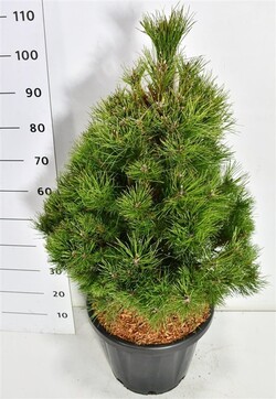 Pušis juodoji (Lot Pinus nigra) C25 80-90 CM