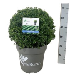 Buksmedis BetterBuxus® (Lot BetterBuxus) 'Skylight' 40/+ CM BALL P31/C14