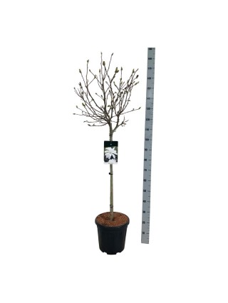 Magnolija žvaigždinė (Lot Magnolia stellata) C15 KOTAS 80 CM-MAGNOLIJOS-KRŪMAI