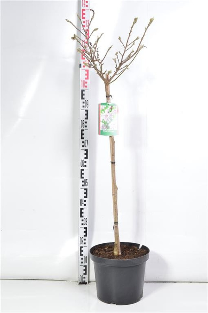 Magnolija žvaigždinė (Lot Magnolia stellata) C10 KOTAS 80 CM-MAGNOLIJOS-KRŪMAI