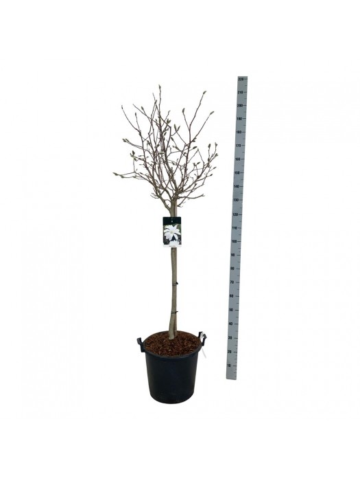 Magnolija žvaigždinė (Lot Magnolia stellata) C30 KOTAS 80 CM-MAGNOLIJOS-KRŪMAI