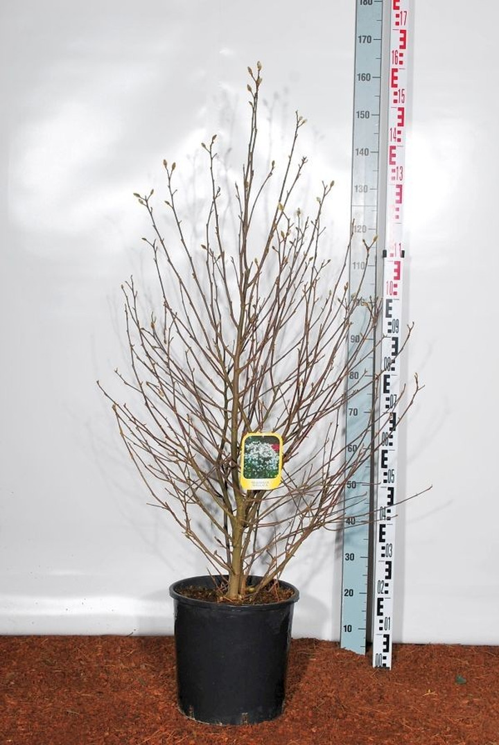 Magnolija žvaigždinė (Lot Magnolia stellata) C18 100-125 CM-MAGNOLIJOS-KRŪMAI