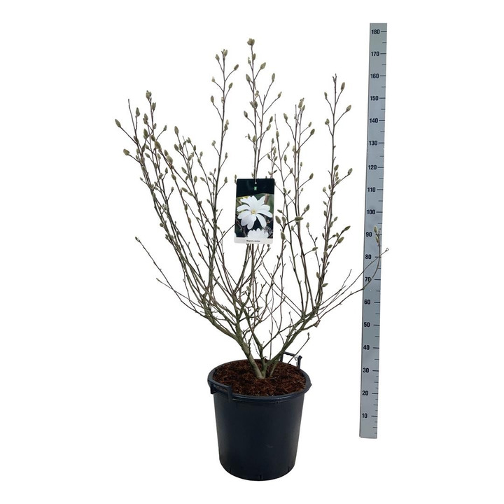 Magnolija žvaigždinė (Lot Magnolia stellata) C30 100-125CM-MAGNOLIJOS-KRŪMAI