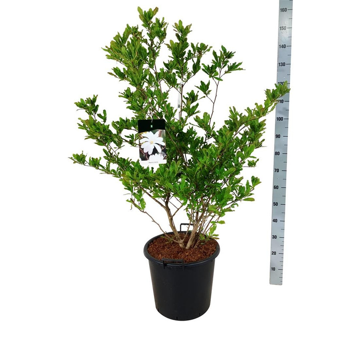 Magnolija žvaigždinė (Lot Magnolia stellata) C30 100-125CM-MAGNOLIJOS-KRŪMAI