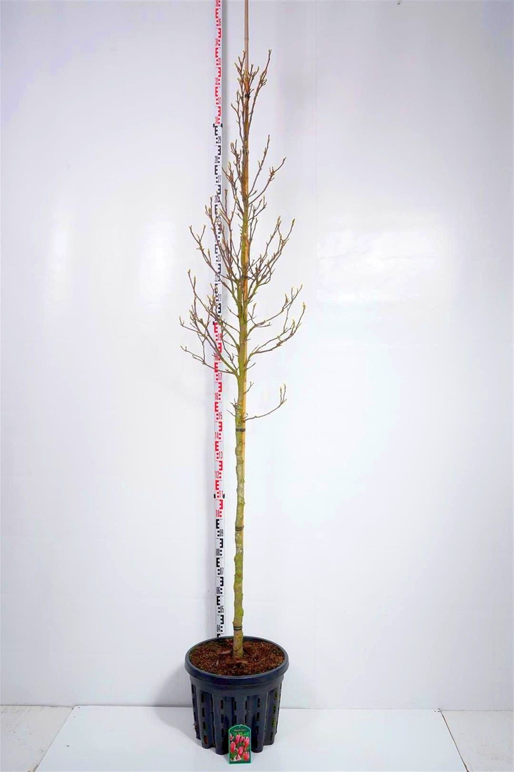Magnolija (Lot Magnolia) 'Susan' 8-10CM C50-MAGNOLIJOS-KRŪMAI