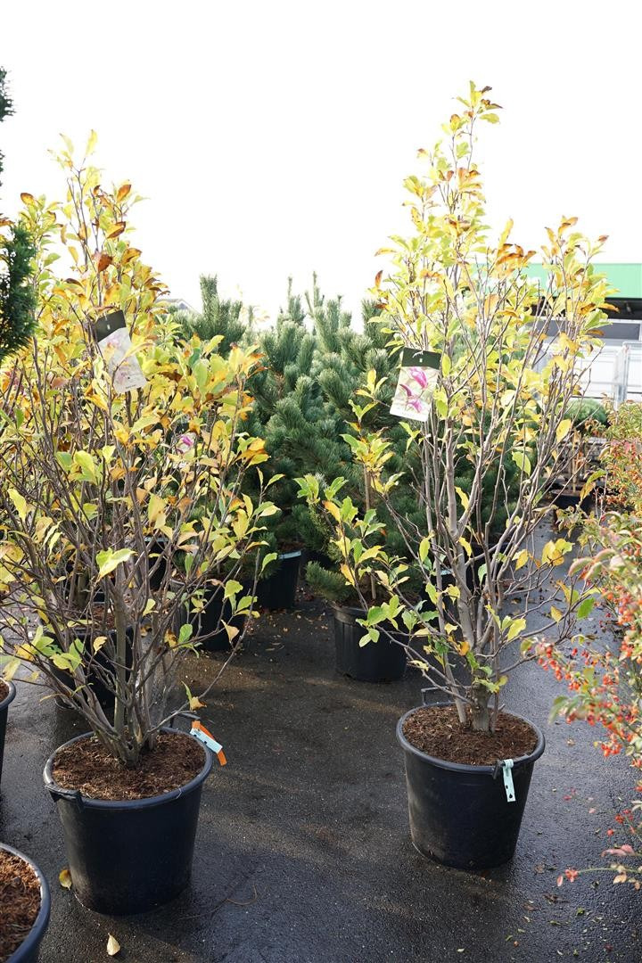 Magnolija (Lot Magnolia) 'Susan' C50 175-200CM-MAGNOLIJOS-KRŪMAI