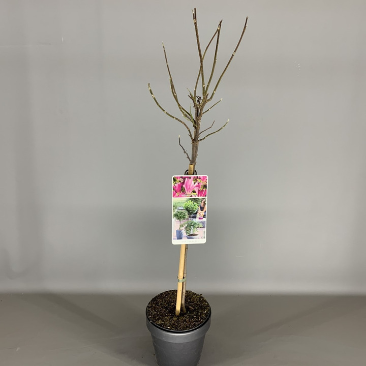 Magnolija (Lot Magnolia) 'Susan' C3/P19 KOTAS 50 CM-MAGNOLIJOS-KRŪMAI