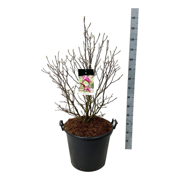 Magnolija (Lot Magnolia) 'Susan' C55 100-125CM-MAGNOLIJOS-KRŪMAI