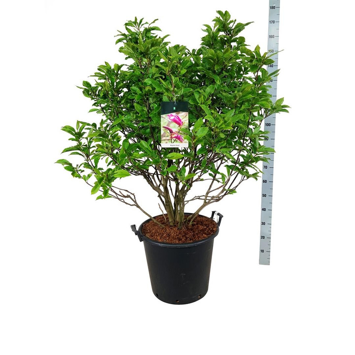 Magnolija (Lot Magnolia) 'Susan' C55 100-125CM-MAGNOLIJOS-KRŪMAI