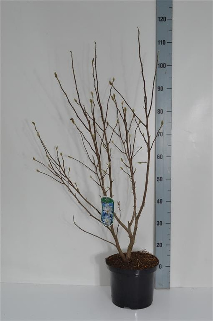 Magnolija žvaigždėtoji (Lot Magnolia stel.) 'Waterlily' C5/P23 60-80 CM-MAGNOLIJOS-KRŪMAI