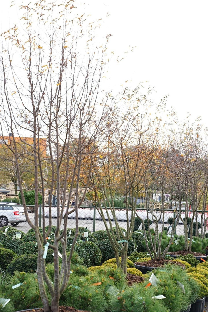 Obelis japoninė (Lot Malus toringo) C290 250-300 CM KOTO-OBELYS-VAISMEDŽIAI - VAISKRŪMIAI