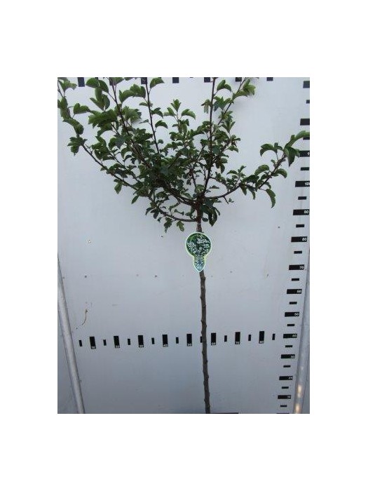 Obelis japoninė (Lot Malus toringo) 'Tina' C5/P23 KOTAS 80 CM 2YR-OBELYS-VAISMEDŽIAI - VAISKRŪMIAI