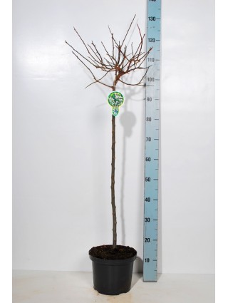Obelis japoninė (Lot Malus toringo) 'Tina' C5/P23 KOTAS 80 CM 2YR-OBELYS-VAISMEDŽIAI - VAISKRŪMIAI