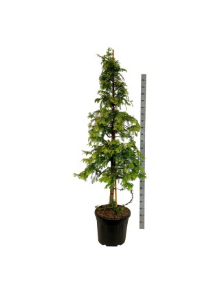 Metasekvoja tikroji (Lot Metasequoia glypt.) 'Amber Glow' C50 200-225CM-METASEKVOJOS-MEDŽIAI