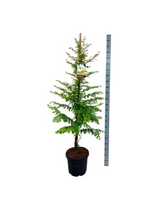 Metasekvoja tikroji (Lot Metasequoia glypt.) 'Amber Glow' C30 150-175CM-METASEKVOJOS-MEDŽIAI